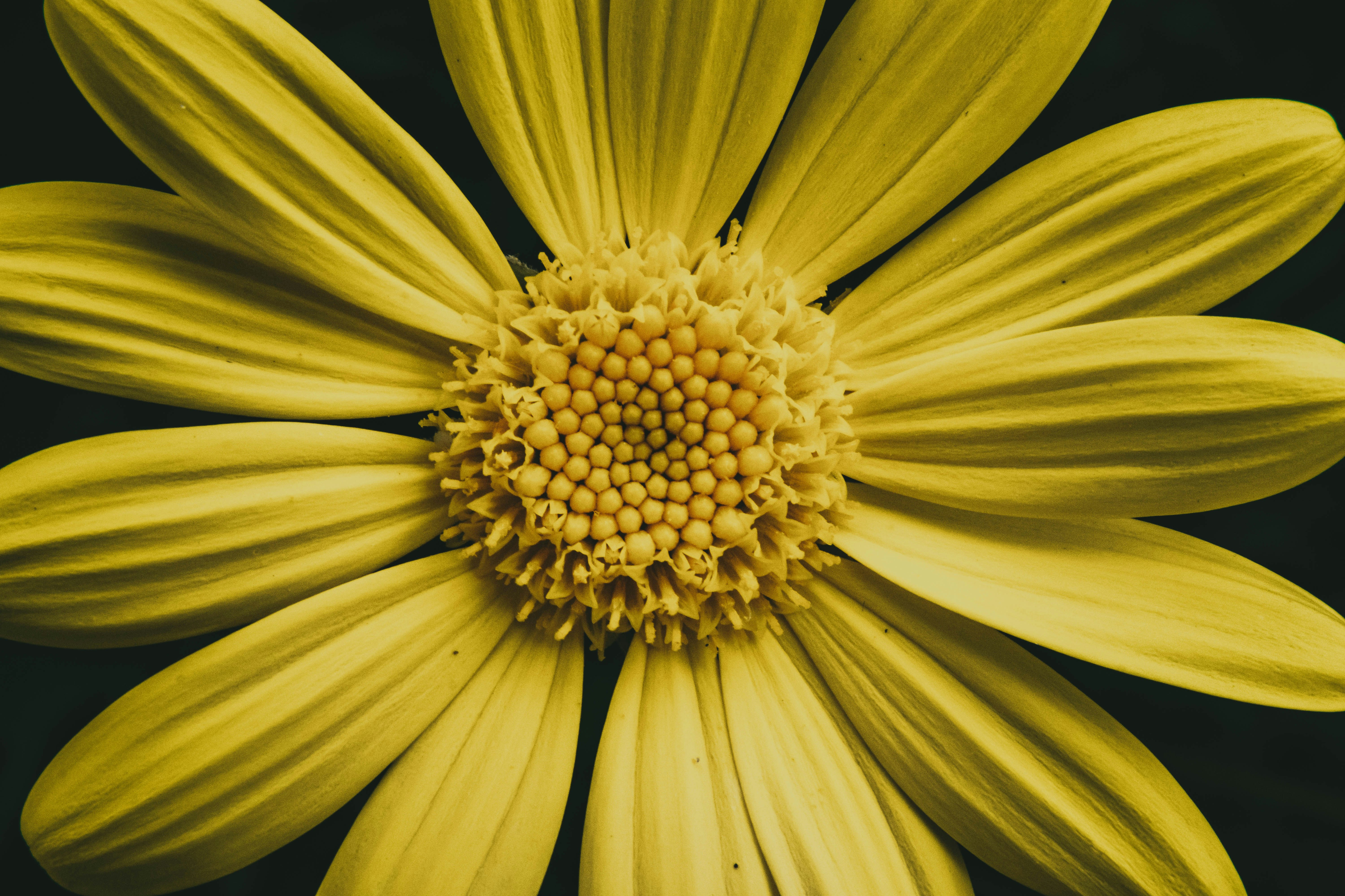 yellow flower in macro lens